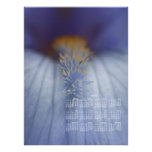 BLYE Blue and Yellow Iris Photographic Print