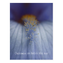 BLYE Blue and Yellow Iris Postcards