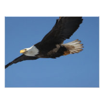 BMIS Bald Eagle on a Mission Photo