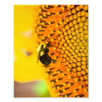 BNo1: Bee-licious Number 1 Art Photo