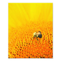 BNo2: Bee-licious Number 2 Photographic Print