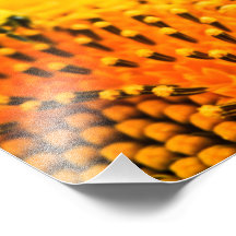 BNo3: Bee-licious Number 3 Photo