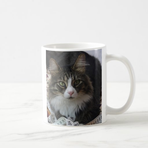 Boa Cat Coffee Mugs