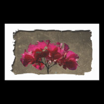 BOAN Bougainvillea Antique stickers