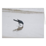 Boat-Tailed Grackle Digging for a Meal Series Cards