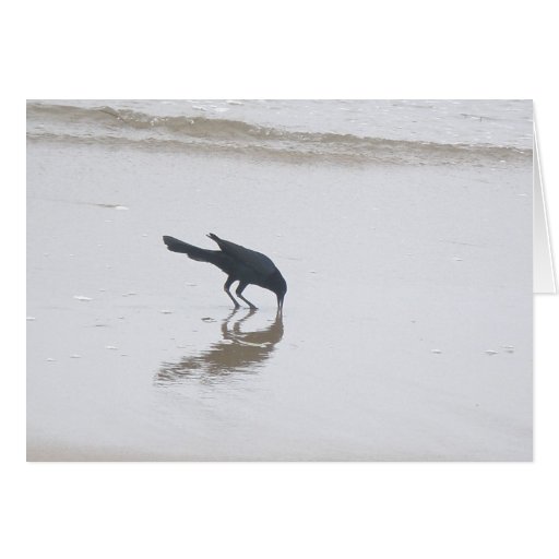 Boat-Tailed Grackle Digging for a Meal Series Cards