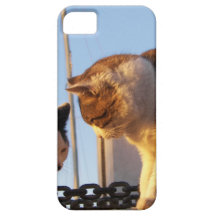 Boatyard Cats iPhone 5 Covers