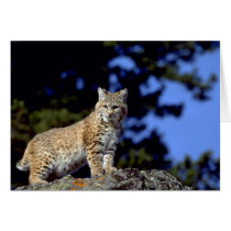 Bobcat Card