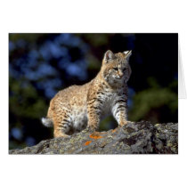 Bobcat Greeting Cards