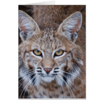 Bobcat Face Greeting Card