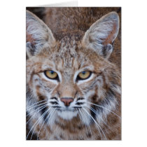 Bobcat Face Cards