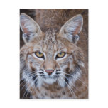 Bobcat Face Post Cards