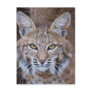 Bobcat Face Post Cards