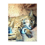 Bobcat Habitat Postcard