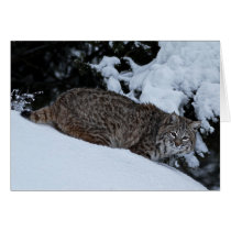 Bobcat in the Snow Greeting Card