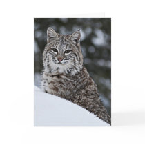 Bobcat in the Snow Greeting Card