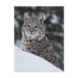 Bobcat in the Snow Post Card