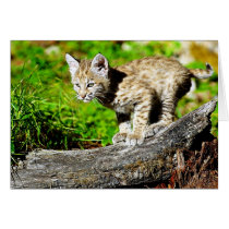 Bobcat Kitten Cards