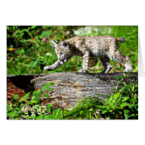 Bobcat Kitten on the Prowl Greeting Cards
