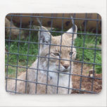 bobcat mousepad