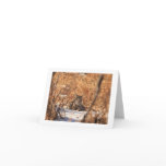 Bobcat notecard