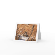 Bobcat notecard