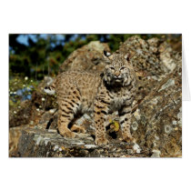 Bobcat on the Rocks Card