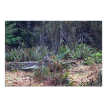 Bobcat Photo