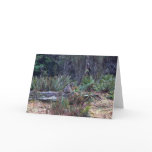 Bobcat Photo Greeting Card