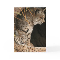 Bobcat Photos Greetign Card