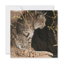 Bobcat Photos Invitation