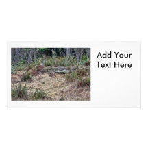 Bobcat Picture Photo Card Template