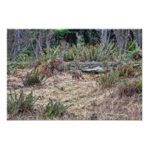 Bobcat Picture Photo Print