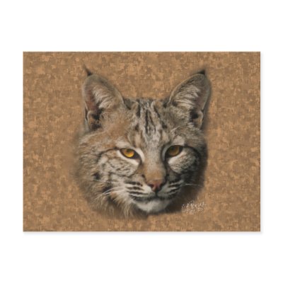 Bobcat Postcard by natures_edge