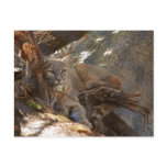 Bobcat Postcards