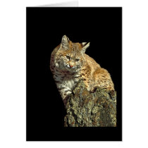 Bobcat Products from Junglewalk.com Greeting Cards