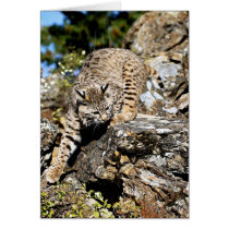 Bobcat sneaking down the cliff greeting card