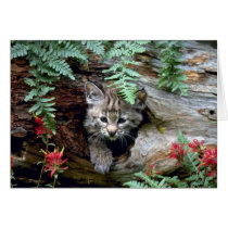 Bobcat-summer-young kitten in hollow log greeting card
