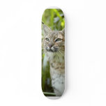 BobcatBCR011