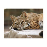 BobcatBCR018