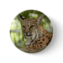 BobcatBCR032