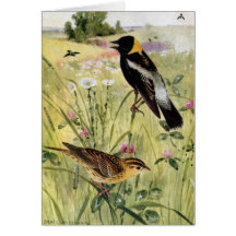 Bobolinks, Daisies and Pink Clover Cards