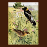 Bobolinks, Daisies and Pink Clover posters
