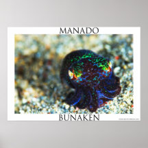 Bobtail Squid in Manado Print