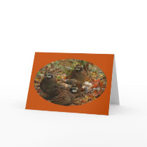 Bobwhite Miracle Cards