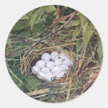 Bobwhite Nest Full of Eggs Round Sticker