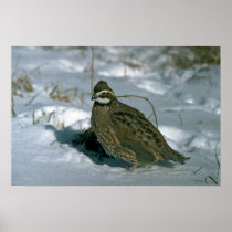 Bobwhite quail, cock in a snowy winter field print