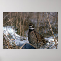 Bobwhite quail, cock in a snowy winter field poster