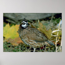 Bobwhite quail (cock) looks around alertly for dan posters
