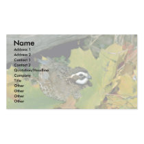 Bobwhite quail, cock lying at edge of autumn grass business card templates